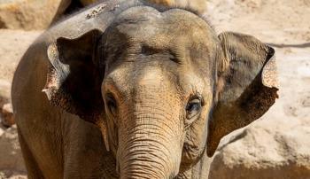 Close up of an Asian Elephant's face; its eyes are closed and its trunk is out of the photo