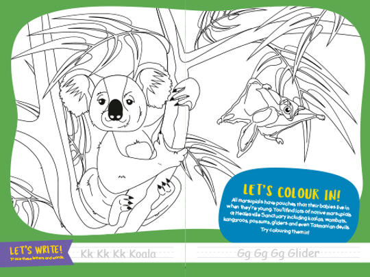 "Let's colour in!" - Koala colouring sheet and handwriting guide, featuring a Glider.
