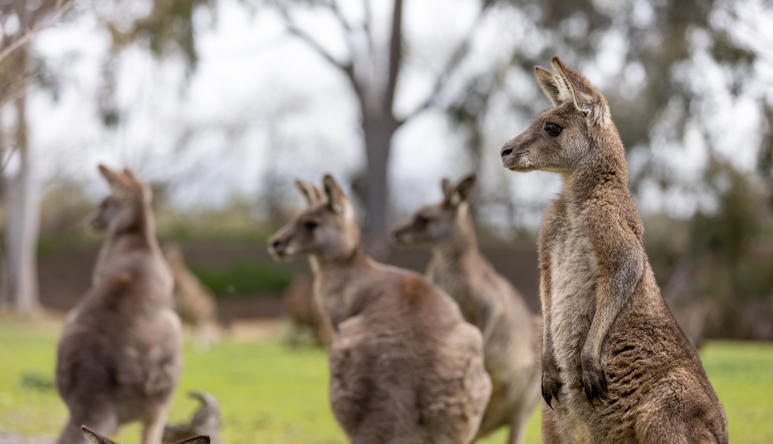 Group of kangaroos looking left