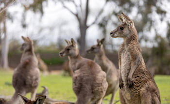 Group of kangaroos looking left