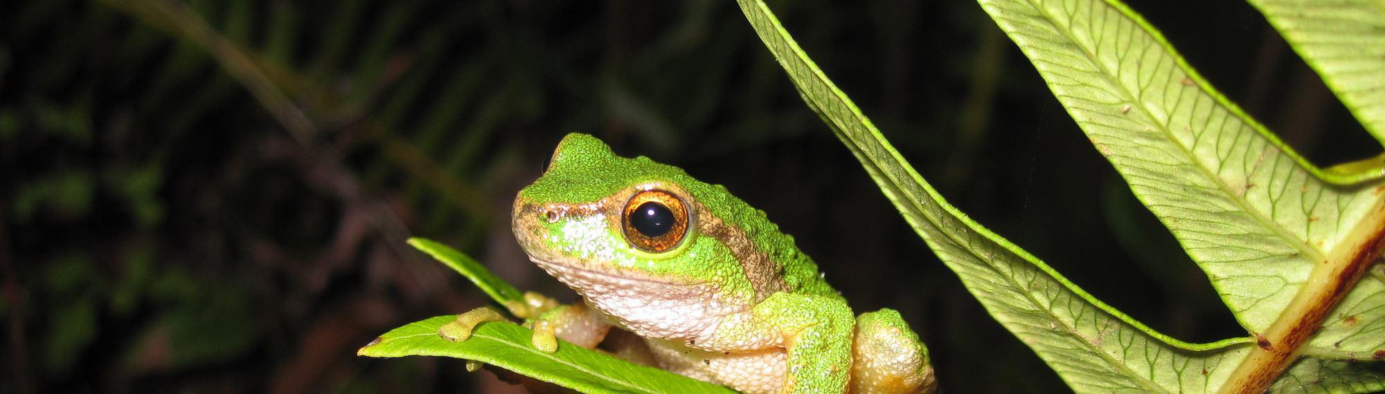 A Spotted Tree Frog is gripping a fern leaf looking to the left, light green with gold eyes.