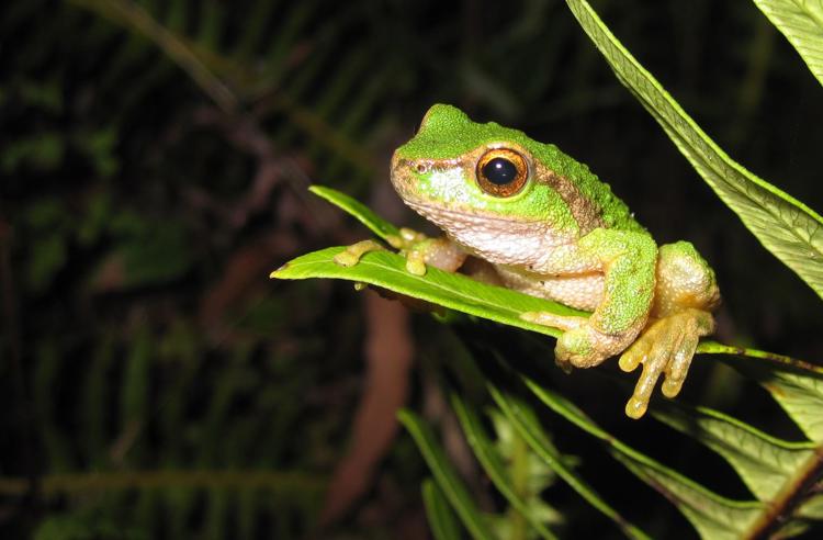 A Spotted Tree Frog is gripping a fern leaf looking to the left, light green with gold eyes.