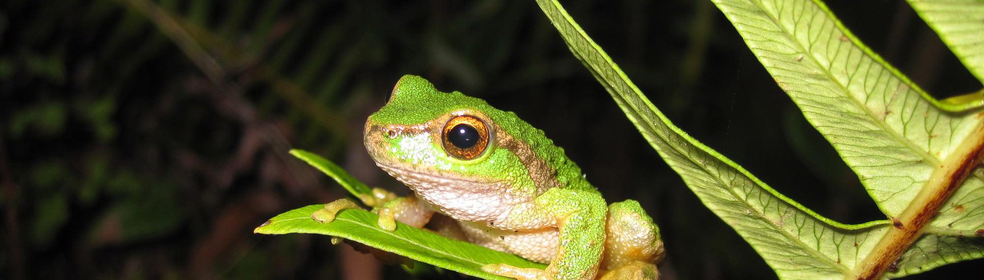 A Spotted Tree Frog is gripping a fern leaf looking to the left. It is light green with a gold eyes.