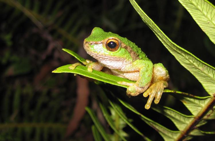 A Spotted Tree Frog is gripping a fern leaf looking to the left. It is light green with a gold eyes.