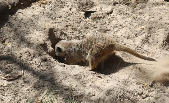 Meerkat digging a hole in soil