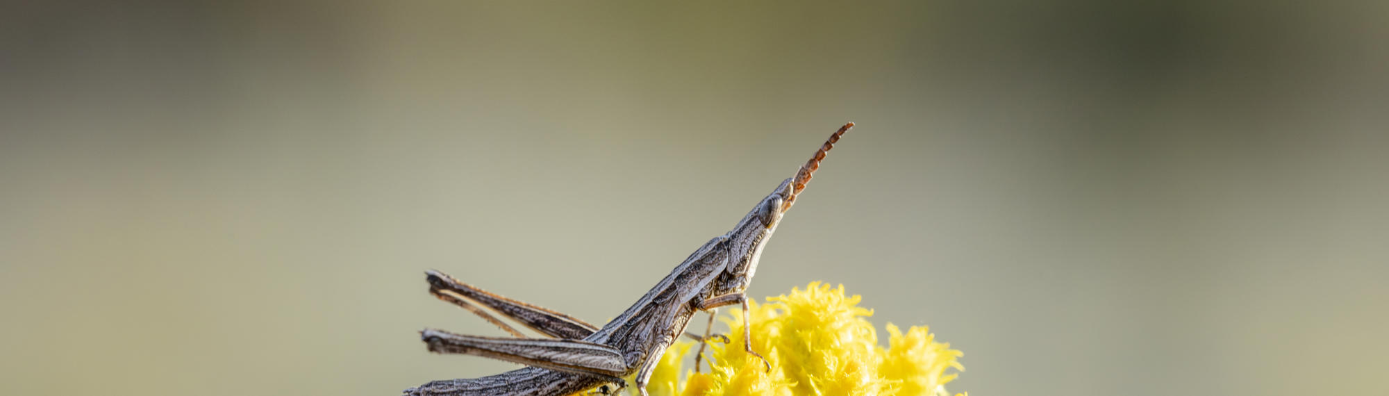 A Key's Matchstick Grasshopper, sitting on top of a yellow flower bud, facing right and looking upward.