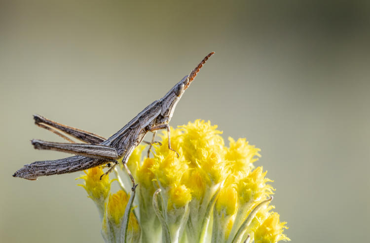 A Key's Matchstick Grasshopper, sitting on top of a yellow flower bud, facing right and looking upward.