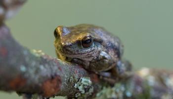 A Spotted Tree Frog perched on a mossy branch
