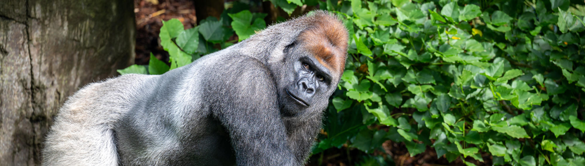Western Lowland Gorilla strutting right, while looking right to the camera.