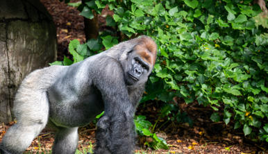Western Lowland Gorilla strutting right, while looking right to the camera.