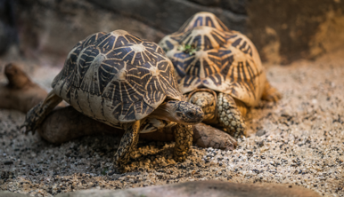 Two patterned Star Tortoises At Melbourne Zoo Reptile House