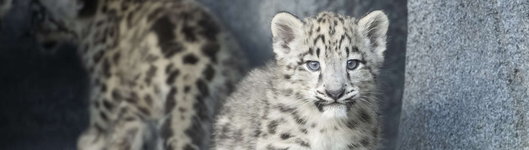Close-up of Snow Leopard cub, facing right to the camera, accompanied by another cub sitting behind.