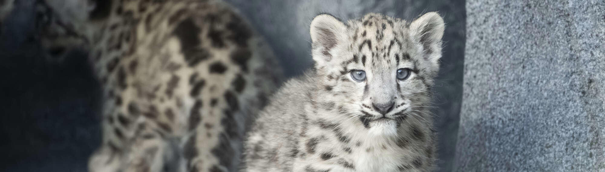 Close-up of Snow Leopard cub, facing right to the camera, accompanied by another cub sitting behind.
