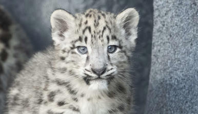 Close-up of Snow Leopard cub, facing right to the camera, accompanied by another cub sitting behind.
