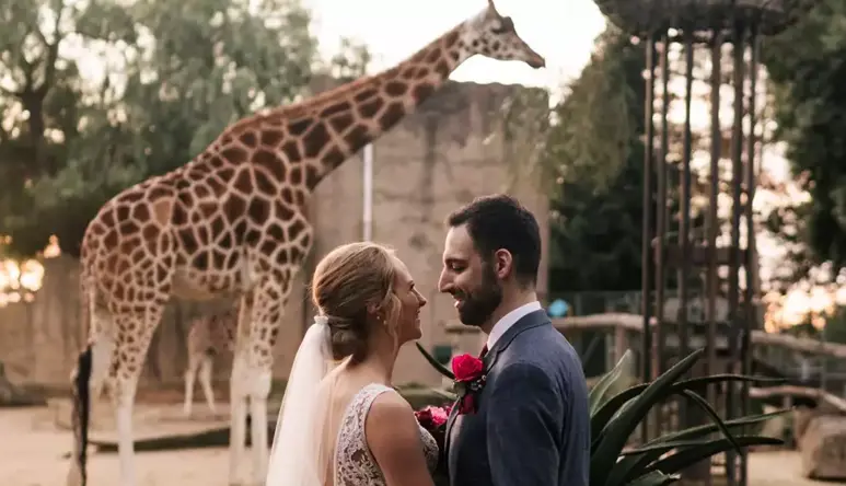 A Bride and Groom lovingly face each-other, in front of a Giraffe, facing right, all at a dusk wedding.