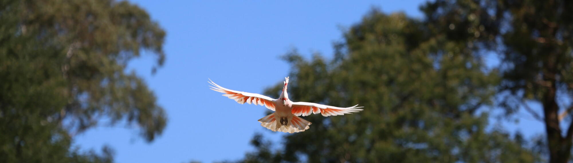 Major Mitchell Cockatoo flying toward the camera, against a blue sky and treeline.