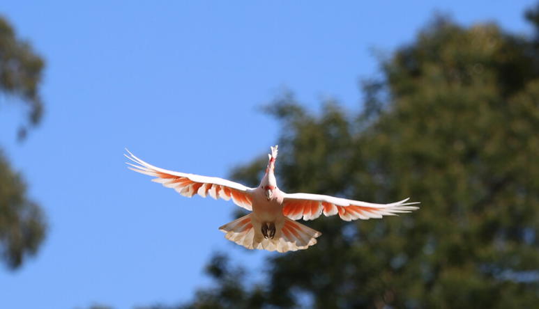 Major Mitchell Cockatoo flying toward the camera, against a blue sky and treeline.
