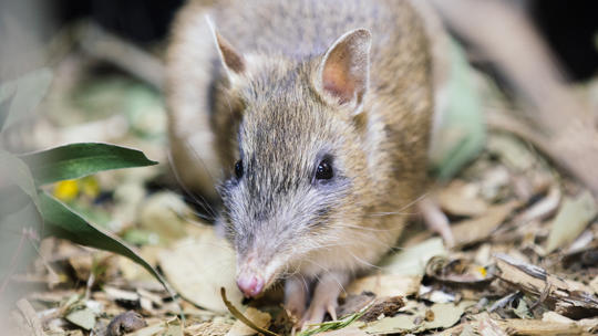 Eastern Barred Bandicoot In Bandicoot Hideout