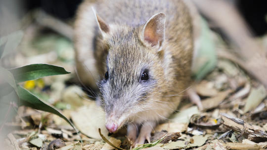 Close-up of Eastern Barred Bandicoot in Bandicoot Hideout, facing the camera.