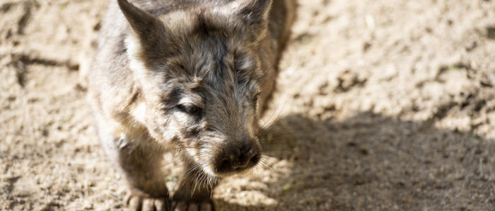 Close Up Of Daisy The Female Southern Hairy Nosed Wombat Walking On Sand Towards Camera