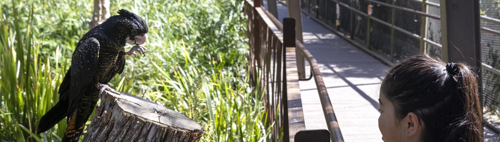 A young girl faces a Black Cockatoo, with left foot to their beak, in the Melbourne Zoo Great Flight Aviary.