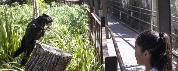 A young girl faces a Black Cockatoo, with left foot to their beak, in the Melbourne Zoo Great Flight Aviary.