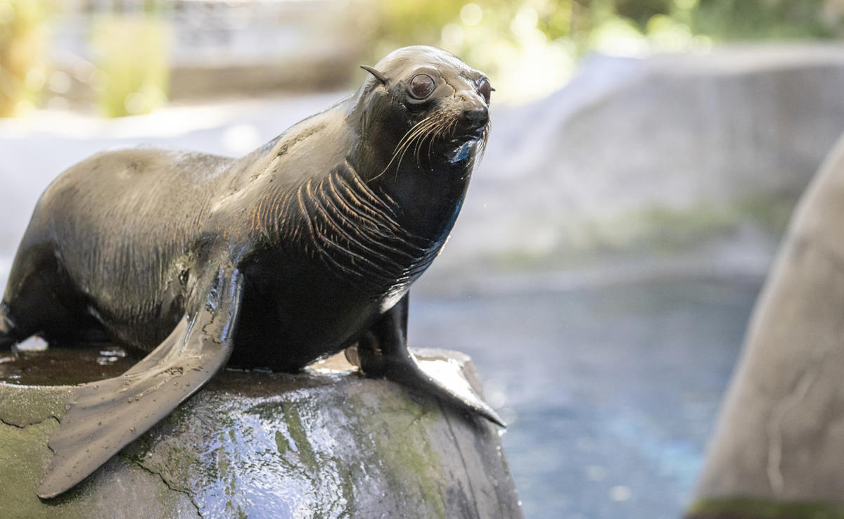 Iha, the Fur Seal, sitting on top of a Wild Seas rock and facing right.