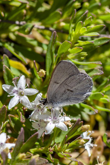 Close-up of a Golden-rayed Blue Butterfly, sitting on a white orchid flower.