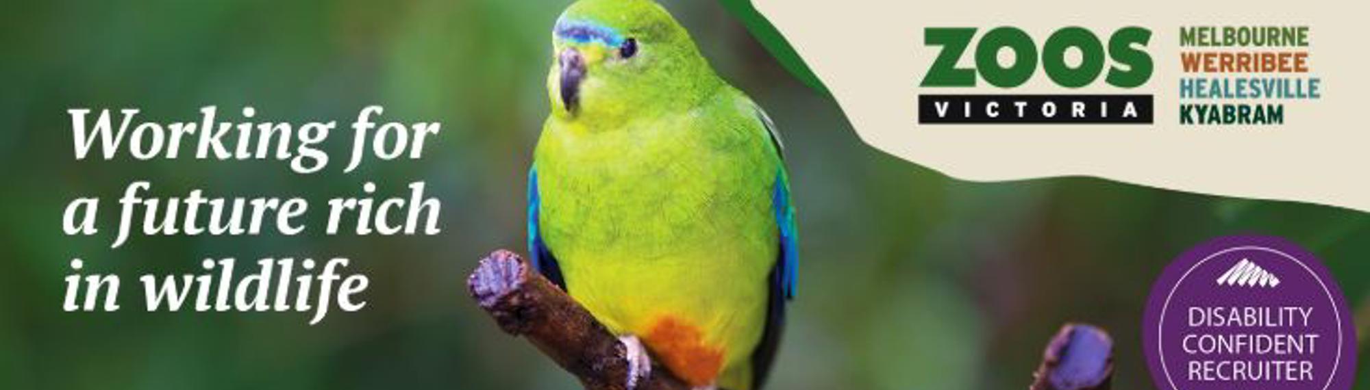 "Working for a future rich in wildlife": This text is to the left of an Orange-bellied Parrot sitting on a branch, with a seal reading "Disability Confident Recruiter 2022" on the right.