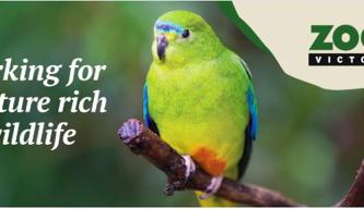 "Working for a future rich in wildlife": This text is to the left of an Orange-bellied Parrot sitting on a branch, with a seal reading "Disability Confident Recruiter 2022" on the right.