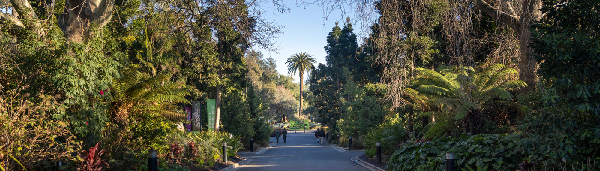View of the Melbourne Zoo Main Drive on a sunny morning, facing north-west.