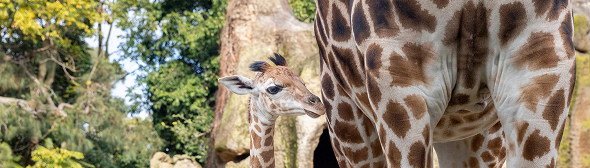 Tambi, the Giraffe calf, standing next to another, adult Giraffe, as he looks right to them.