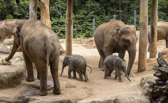 A group of Asian Elephants are standing together. There are four adults and two calves in the image. There is green grass in the background.