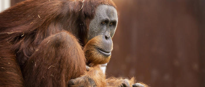 Male Sumatran Orangutan Malu Sitting On Platform And Looking Out To Right Of Frame 