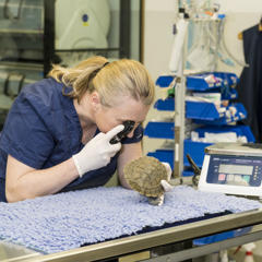 Turtle being held by veterinarian during examination.