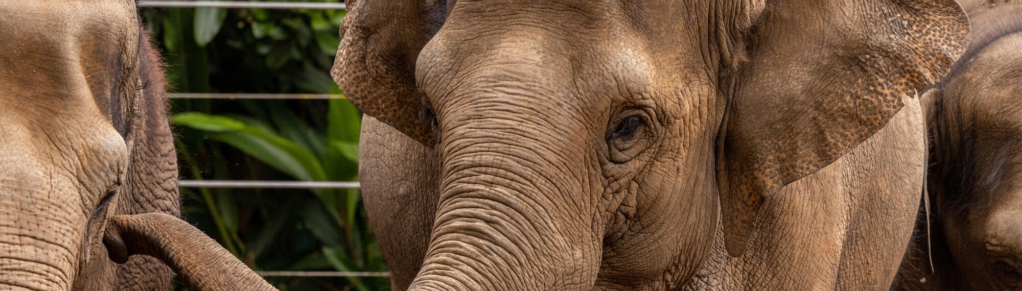  Female Asian Elephant with her trunk raised to the eye of another elephant