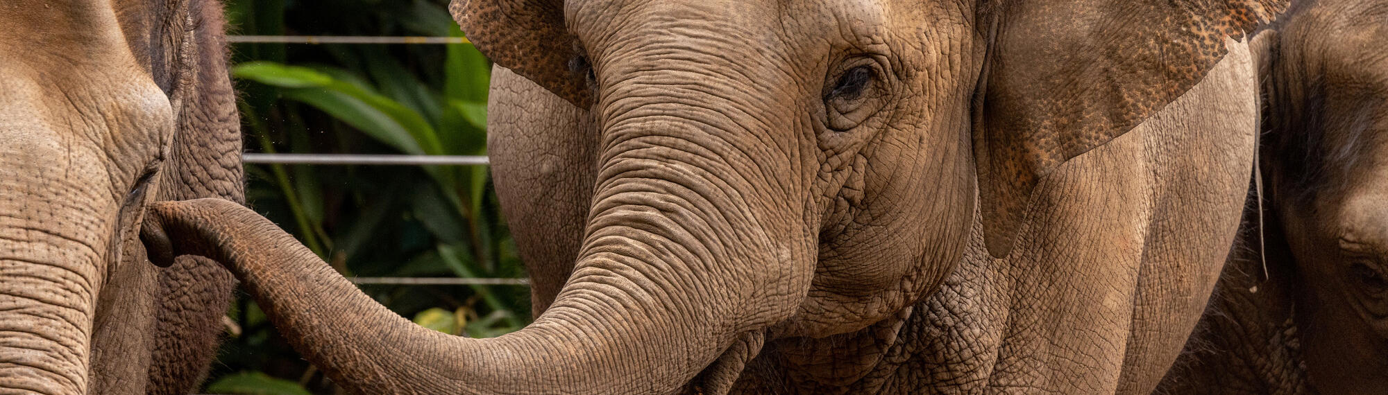 Female Asian Elephant with her trunk raised to the eye of another Elephant.