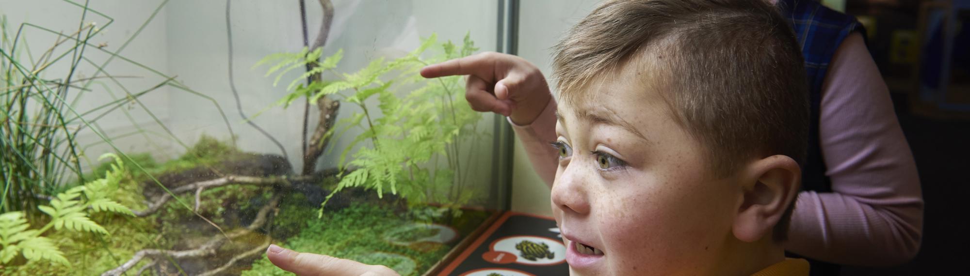 Young student looks (left) at Southern Corroboree Frogs, in their enclosure, with another guest to his right.