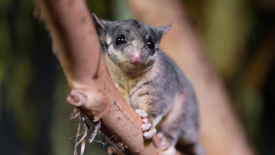 Leadbeater's Possum, clinging to a branch and looking left.