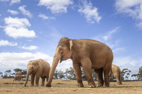 Herd of Asian Elephants, photographed from a low angle.  Blue sky in background. 