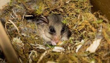A possum cuddled up in a nest of fern and twigs, only its face and front feet can be seen.