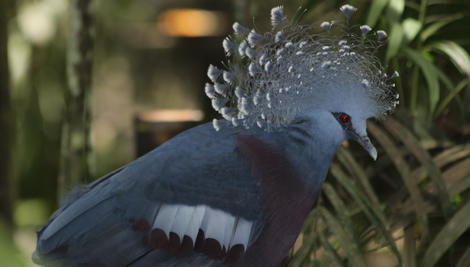 A grey pigeon with a feathered crown sits side on to the camera