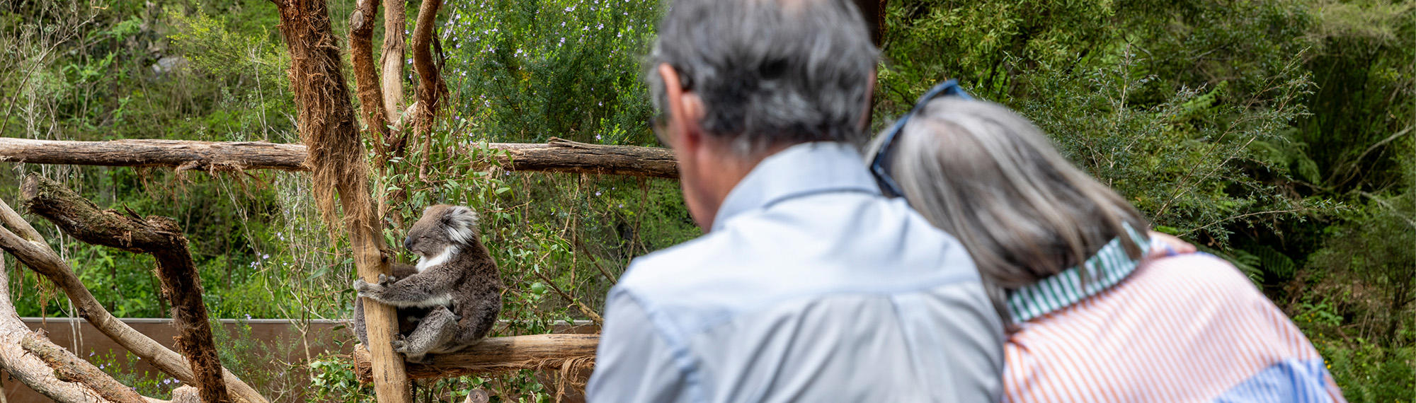 Two guests (facing away from the camera and in embrace) watch a Koala perched on a bare tree, facing left.