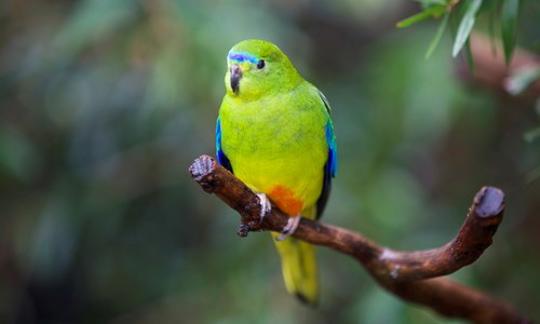 Orange-bellied Parrot perched on branch, facing left of camera.
