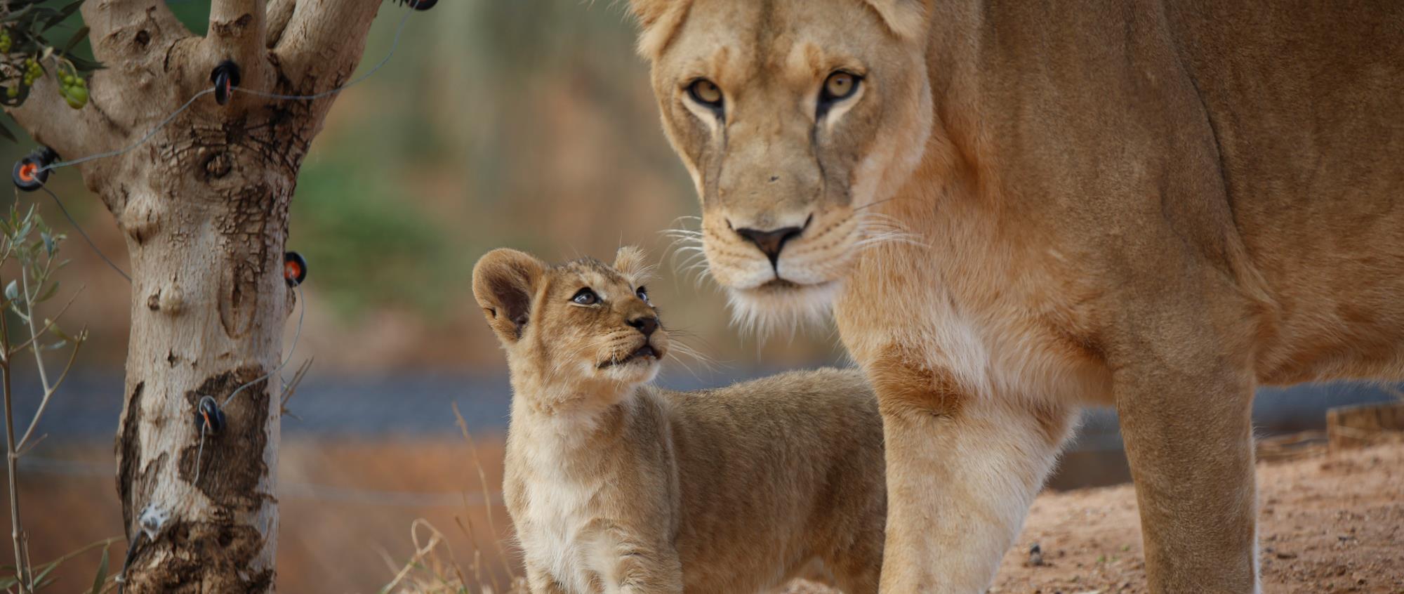 African Lion cub starting at its mother who is looking into the camera