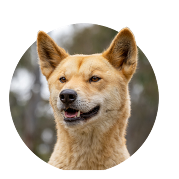 A circle-cropped image of a dingo, facing slightly left-of-frame.