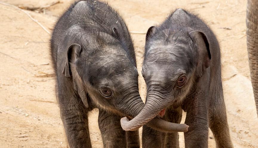 Two Asian Elephant calves touching trunks, accompanied by an adult Elephant to the right, almost off-frame.