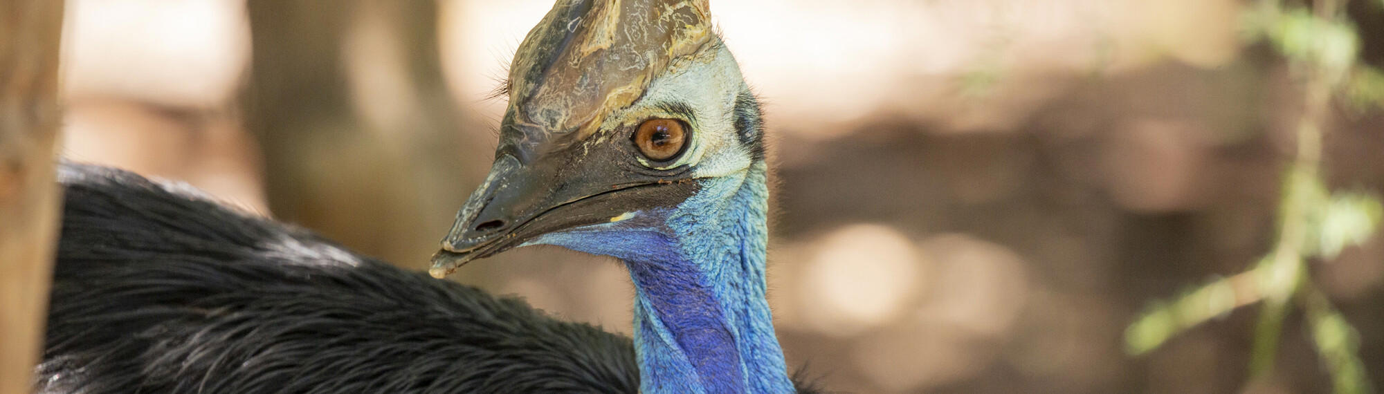 Close-up of the Southern Cassowary, facing left.