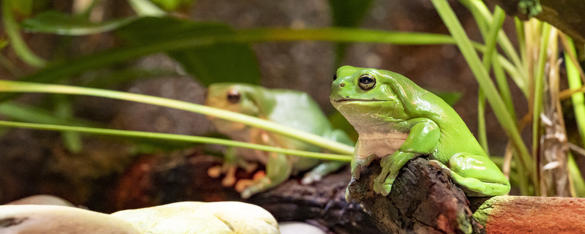 Two green tree frogs sitting on rocks