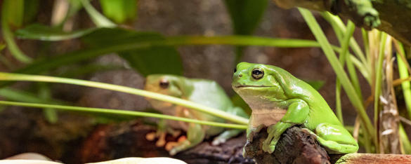 Two Green Tree Frogs sitting on rocks, both facing left.